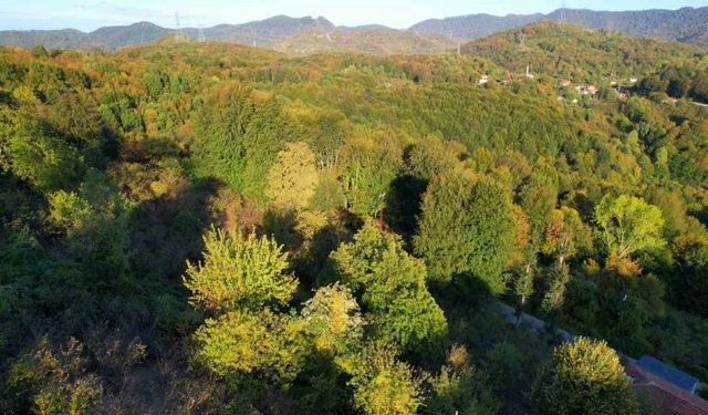 Havadan Kartpostallık Manzaralar Zonguldak’ın Ormanları Sonbaharda Büyülüyor