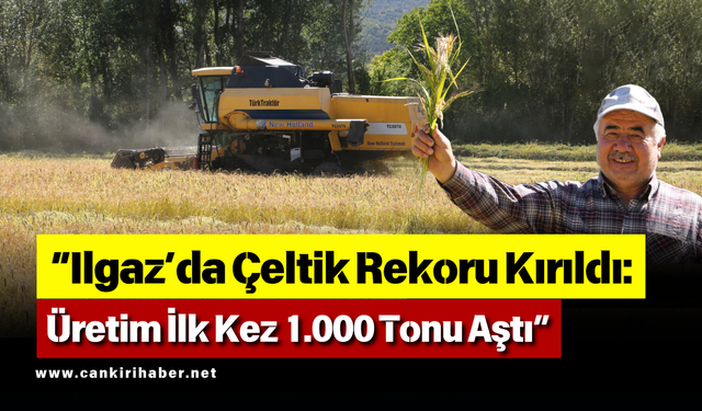 Ilgaz’da Çeltik Rekoru Kırıldı: Üretim İlk Kez 1.000 Tonu Aştı