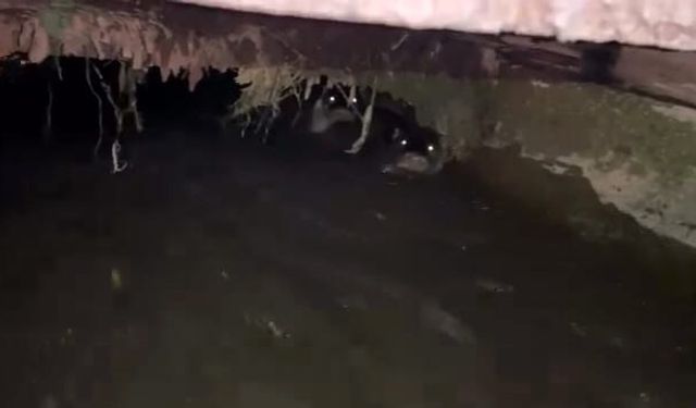 İnegöl’de Sulama Kanalında Su Samurları Görüldü