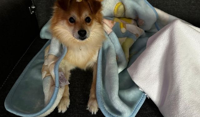 Bursa’da Kaybolan Köpeğini Bulana 50 Bin TL Ödül!