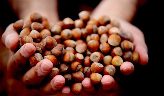 Karadeniz’de Fındık Fiyatları Yükseldi: Giresun Öne Çıktı
