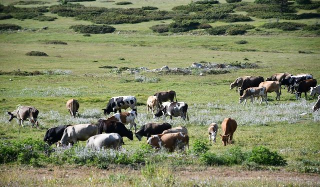 Kastamonu Yaylaları: Hayvancılığın ve Doğanın Buluştuğu Nokta