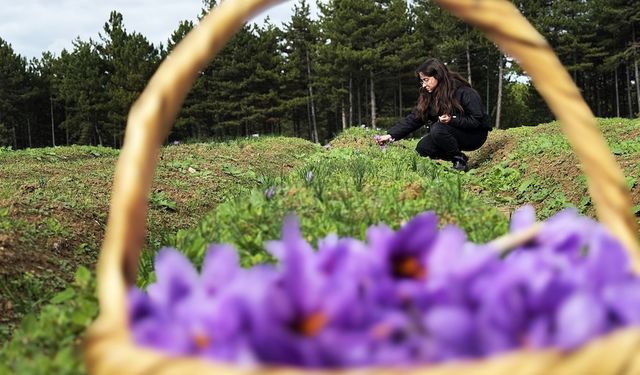 Kırmızı altın’ hasadı: Gram fiyatı cep yakıyor