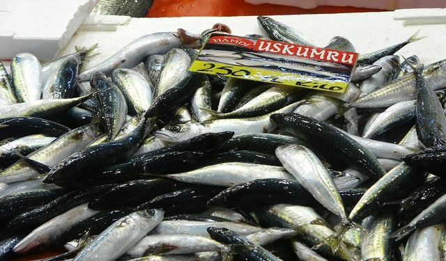 Kocaeli’de Balık Fiyatları Havanın Düzelmesiyle Yarı Yarıya Düştü