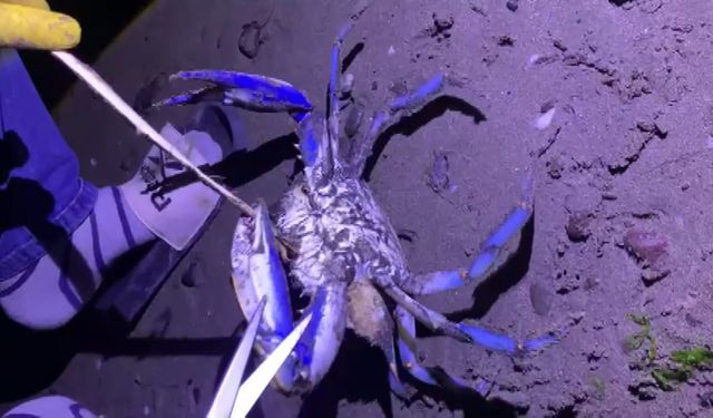 Atakum Sahilinde Nadir Görülen Mavi Yengeç Şaşırttı