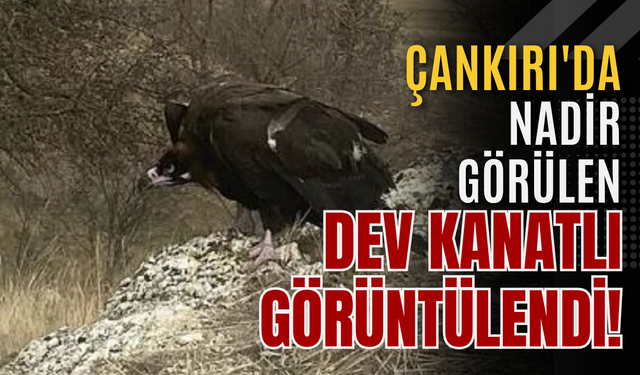 Çankırı'da Nadir Görülen Dev Kanatlı Görüntülendi!
