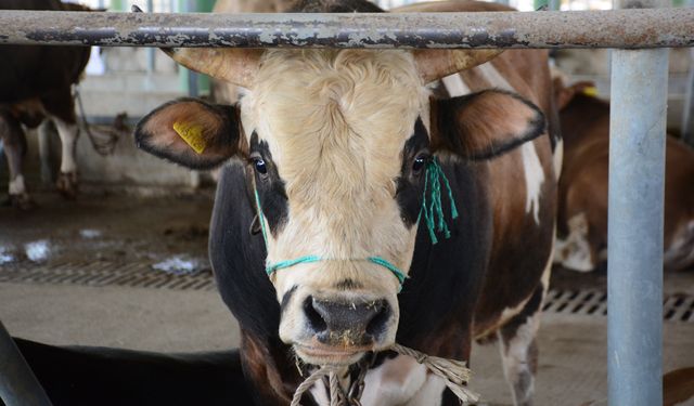 Deli Dana Uyarısı: Et Tüketiminde Dikkat