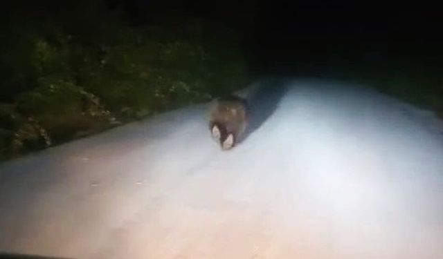 Eflani’de Yolda Koşan Ayı Kamerada Sürücülerin Esprili Anları Sosyal Medyada Gündem Oldu