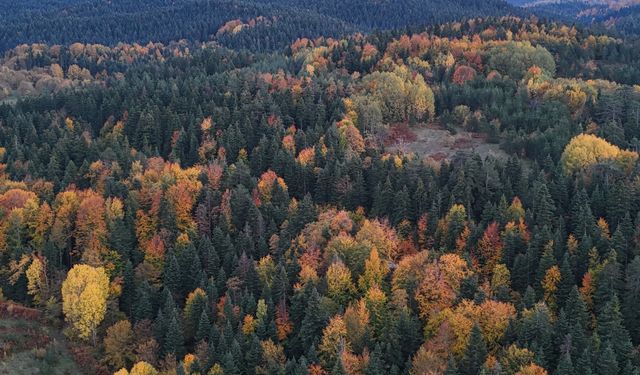 Karadeniz’de Sonbahar Masalı: Sinop Ormanlarında Görsel Şölen