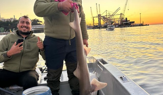 Marmara’da Şaşırtan Görüntü: 140 Santimetrelik Köpek Balığı Tekneye Alındı