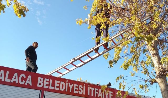Parkta Mahsur Kalan Yavru Kediye Kahraman İtfaiye Ekipleri Yetişti