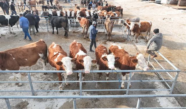 Şap Hastalığı Nedeniyle Kapalı Kalan Hayvan Pazarı Faaliyete Başladı