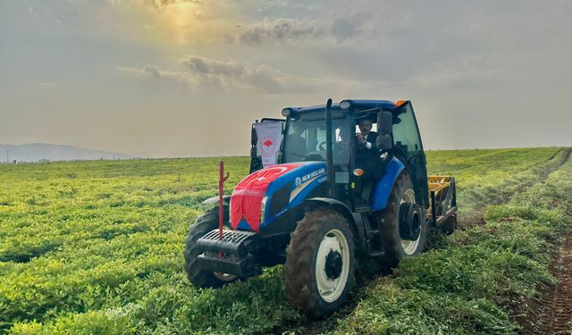 Şırnak’ta 60 Bin Dekar Fıstık Hasadı Başladı! 25 Bin Tonluk Rekolte Bekleniyor