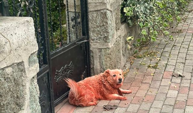 Sosyal Medyada Tartışma Yaratan Köpekler