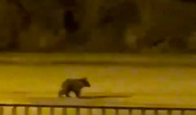 Yavru Ayı İlçe Merkezinde Görüntülendi