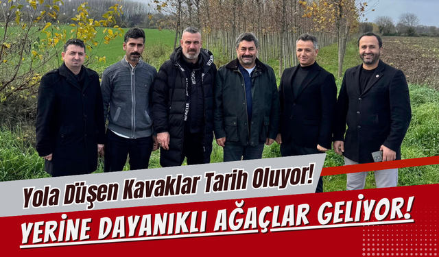 Yola Düşen Kavaklar Tarih Oluyor! Yerine Dayanıklı Ağaçlar Geliyor!