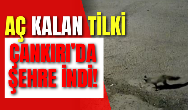 Aç Kalan Tilki Çankırı’da Şehre İndi!
