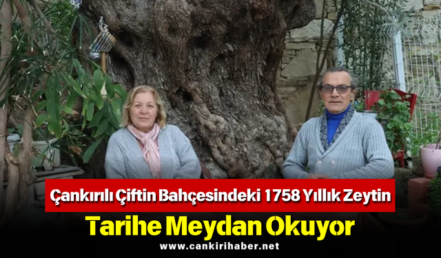 Çankırılı Çiftin Bahçesindeki 1758 Yıllık Zeytin, Tarihe Meydan Okuyor