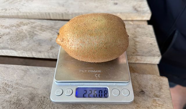 220 Gramlık Kivi Şaşkına Çevirdi!