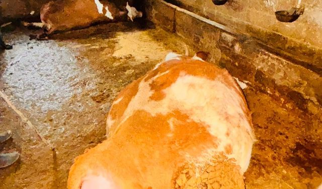 Ahıra Yıldırım Düştü: 3 Büyükbaş Hayvan Telef Oldu