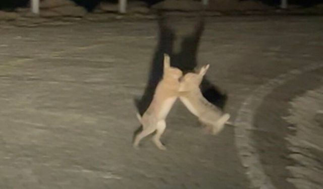 Tavşanların Sevimli Kavgası Kamerada!