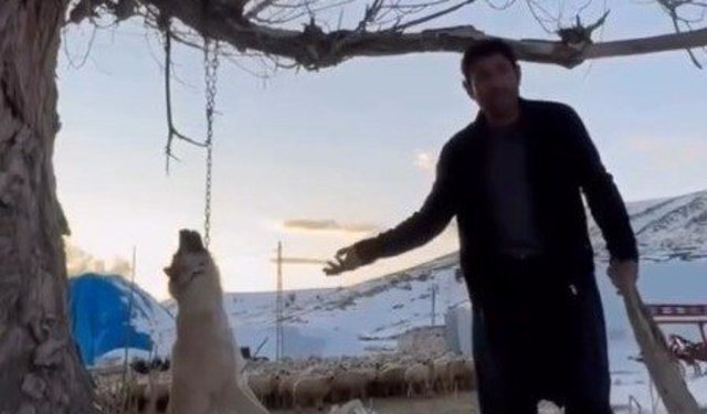 Köpeği Ağaca Asan Şahıs Yakalandı!