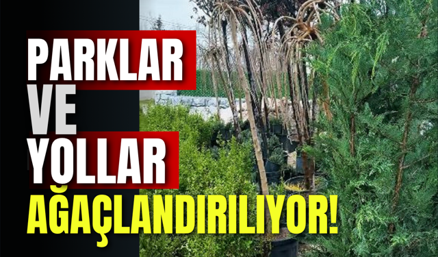Parklar ve Yollar Ağaçlandırılıyor!