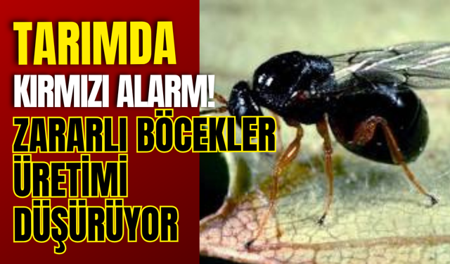 Tarımda Kırmızı Alarm! Zararlı Böcekler Üretimi Düşürüyor
