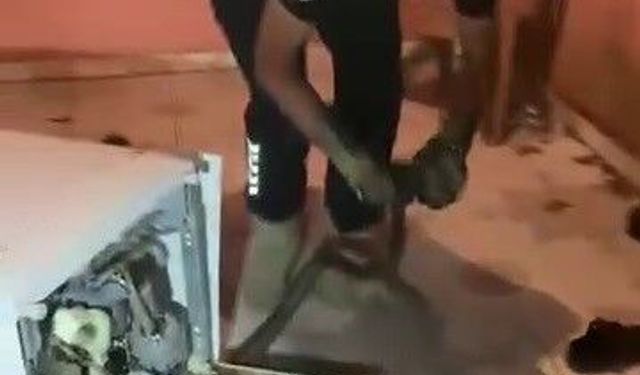 Bulaşık Makinesinden 2 Metrelik Yılan Çıktı!