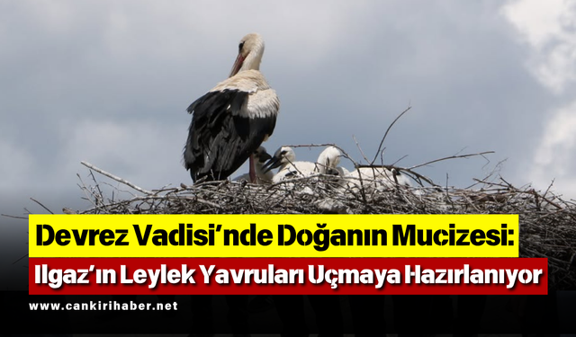 Devrez Vadisi’nde Doğanın Mucizesi: Ilgaz’ın Leylek Yavruları Uçmaya Hazırlanıyor