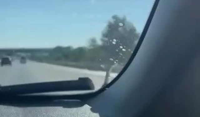 Seyir Halindeki Aracın Kaputundaki Yılan Şaşkına Çevirdi!