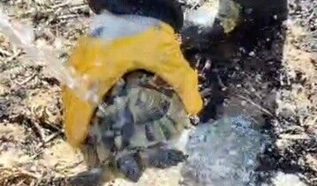 Alevlerin Arasında Kalan Kaplumbağayı İtfaiye Kurtardı!