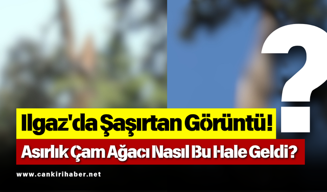 Ilgaz'da Şaşırtan Görüntü! Asırlık Çam Ağacı Nasıl Bu Hale Geldi?