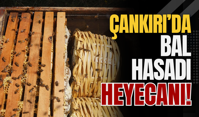 Çankırı’da Bal Hasadı Heyecanı!