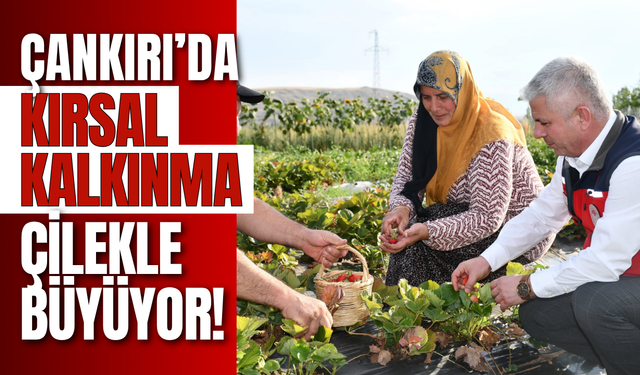Çankırı’da Kırsal Kalkınma Çilekle Büyüyor!