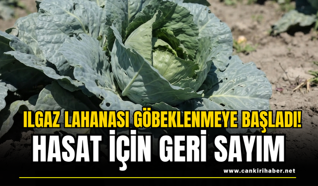 Ilgaz Lahanası Göbeklenmeye Başladı! Hasat İçin Geri Sayım