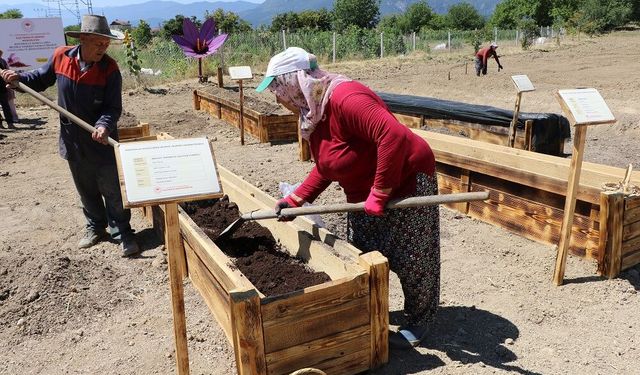 Safran İçin Toprağın Altında Büyük Mücadele! Verimi Yüzde 40 Düşürüyor