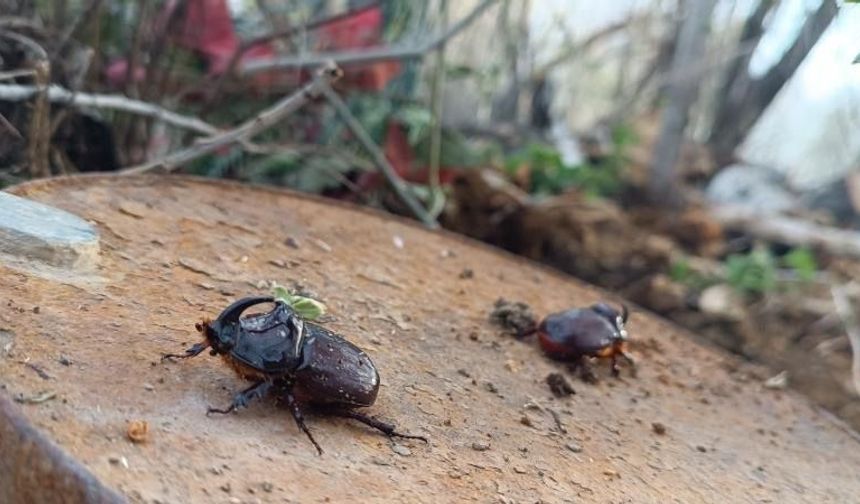 Hakkari’nin Yüksekova ilçesinde dünyanın en güçlü böceği olarak bilinen gergedan böceği görüldü.  Bataklık köyünde yaşay