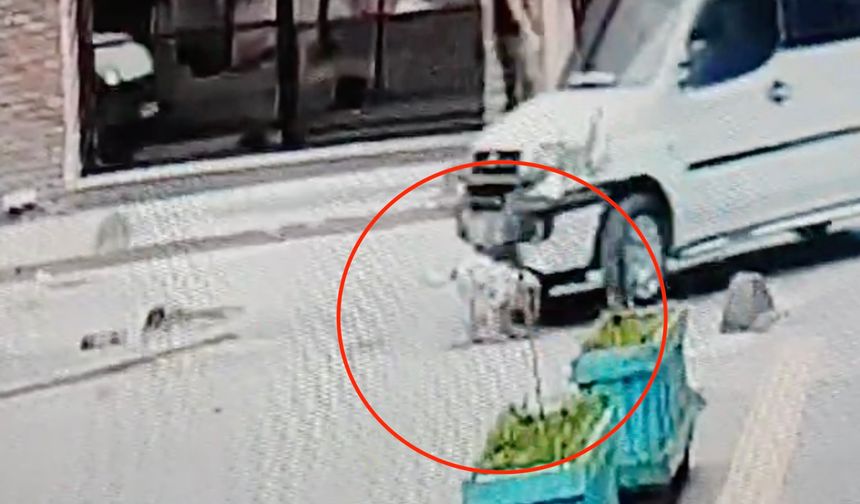 Çankırı'da 17 yaşındaki sürücü köpeği köpeği ezip kaçtı