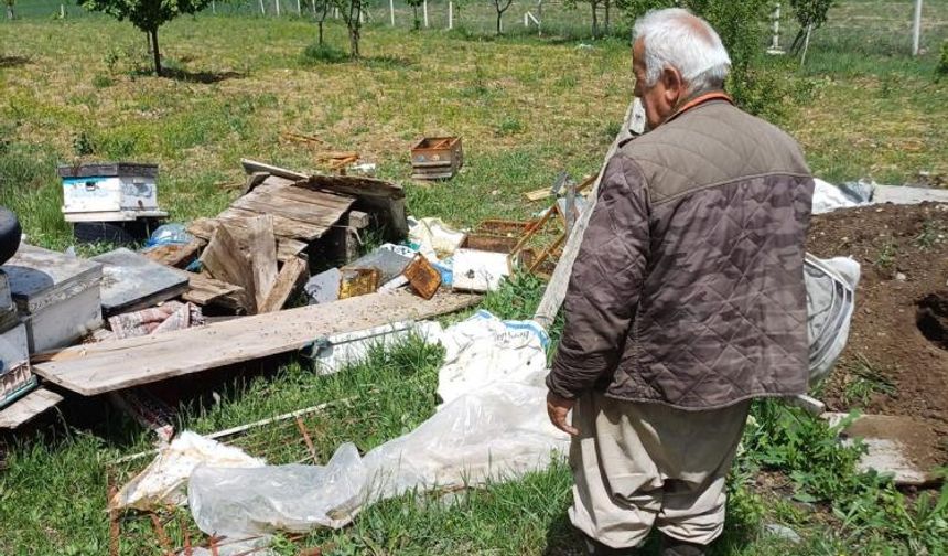 Çankırı'da ayı köye indi: arı kovanlarını parçaladı