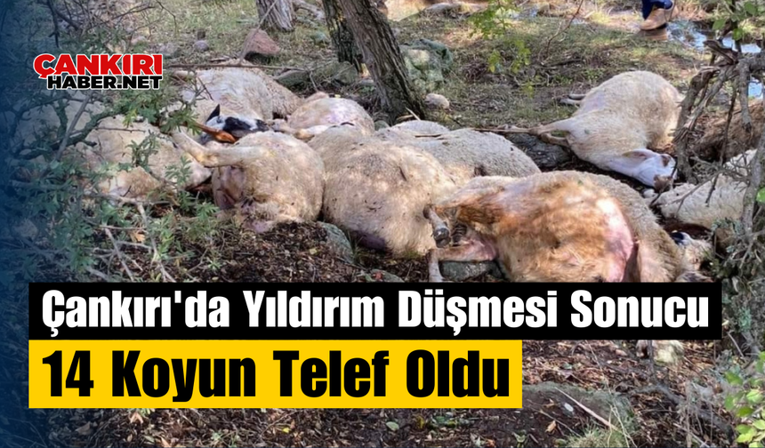 Çankırı'da Yıldırım Düşmesi Sonucu 14 Koyun Telef Oldu