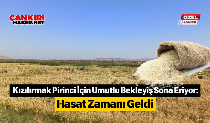 Kızılırmak Pirinci İçin Umutlu Bekleyiş Sona Eriyor: Hasat Zamanı Geldi