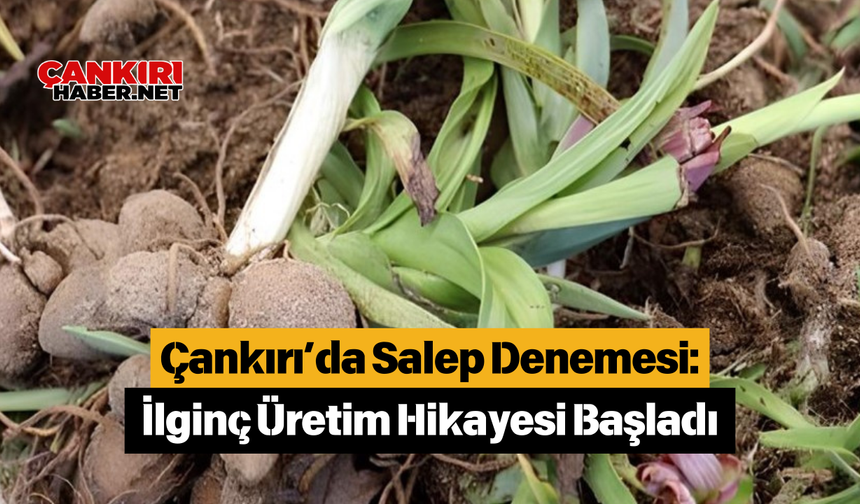 Çankırı’da Salep Denemesi: İlginç Üretim Hikayesi Başladı