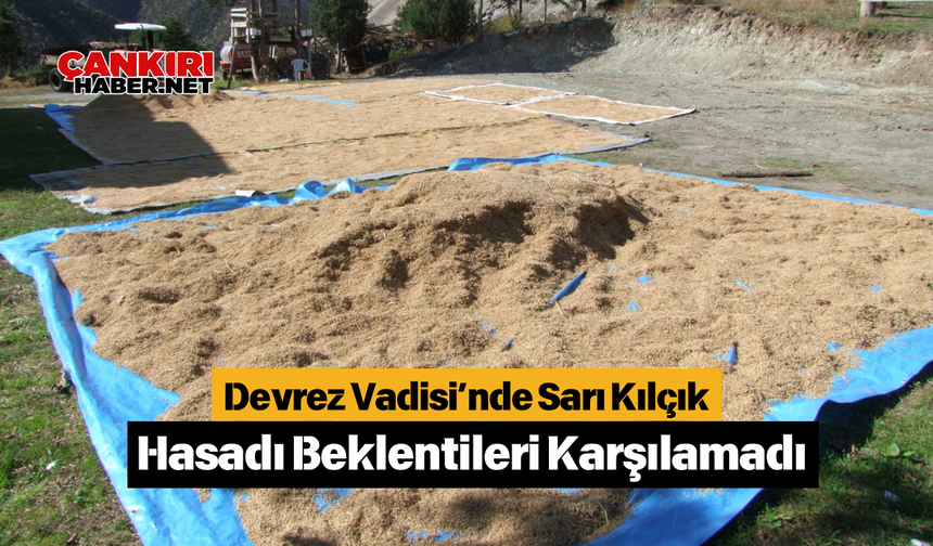 Devrez Vadisi’nde Sarı Kılçık Hasadı Beklentileri Karşılamadı