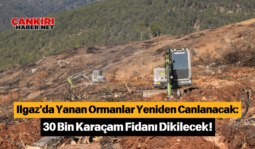 Ilgaz'da Yanan Ormanlar Yeniden Canlanacak 30 Bin Karaçam Fidanı Dikilecek!