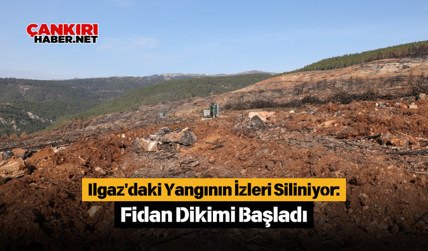 Ilgaz'daki Yangının İzleri Siliniyor: Fidan Dikimi Başladı