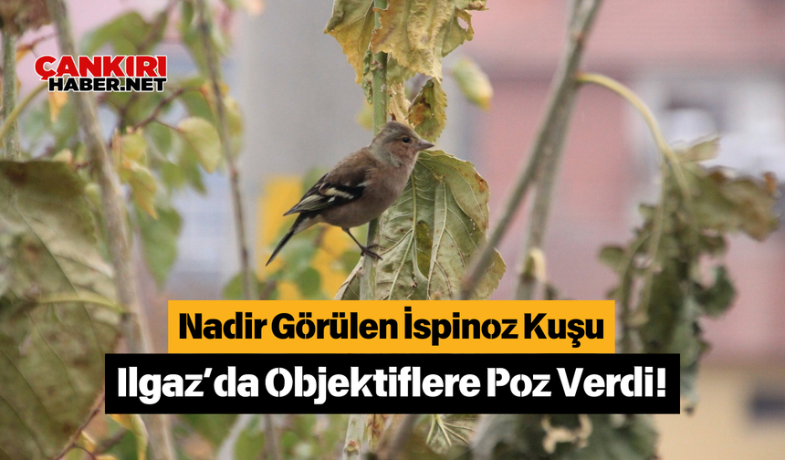 Nadir Görülen İspinoz Kuşu Ilgaz’da Objektiflere Poz Verdi!