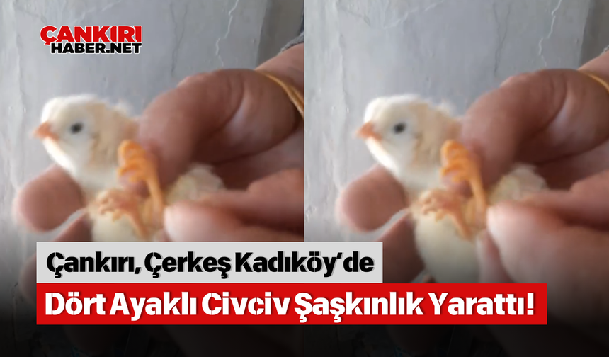 Çankırı, Çerkeş Kadıköy’de Dört Ayaklı Civciv Şaşkınlık Yarattı!