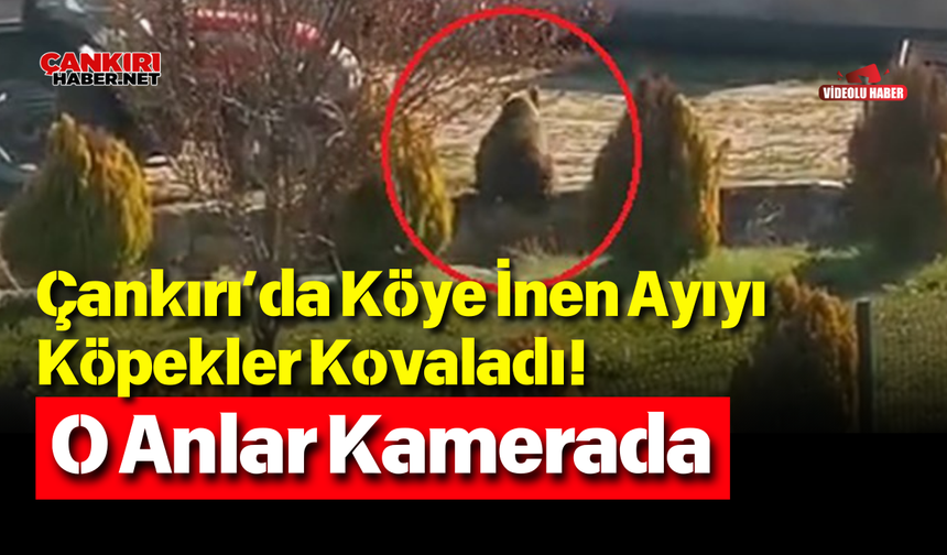 Çankırı’da Köye İnen Ayıyı Köpekler Kovaladı! O Anlar Kamerada