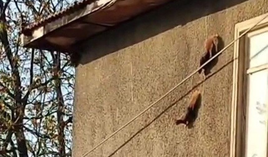 Duvarın Ustası Sincaplar! Karabük’te Kaydedilen Görüntüler Sosyal Medyayı Salladı